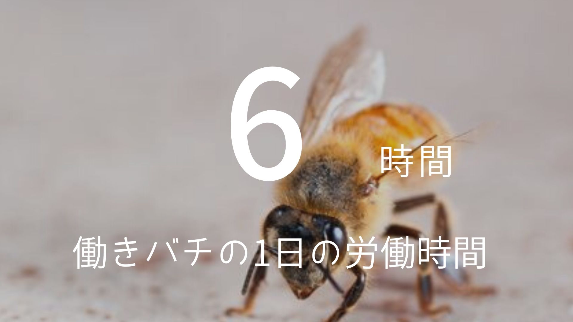 6時間 働きバチの1日の労働時間 朝礼スピーチのネタ帳ブログ 1分間スピーチ